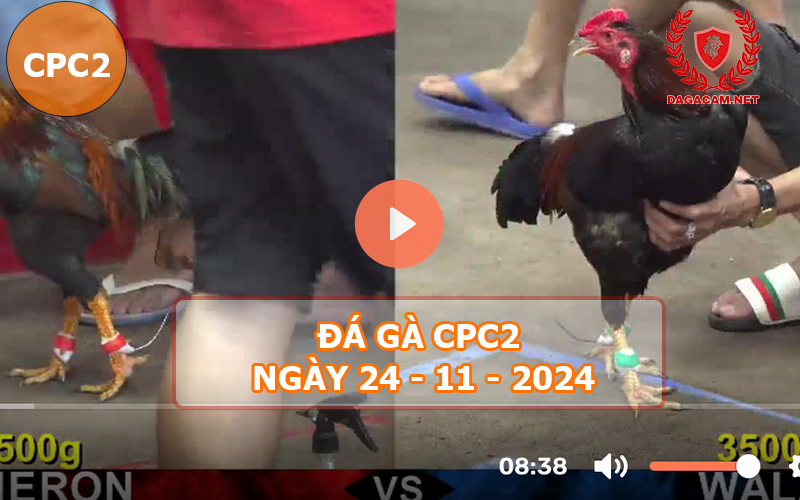 Đá gà CPC2 ngày 24-11-2024