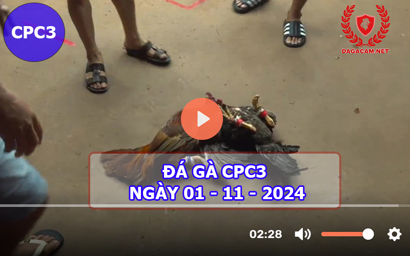 Đá gà CPC3 ngày 01-11-2024