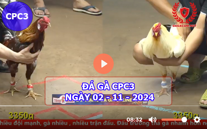 Đá gà CPC3 ngày 02-11-2024