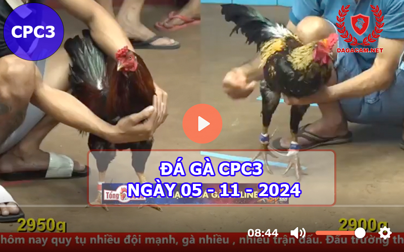 Đá gà CPC3 ngày 05-11-2024