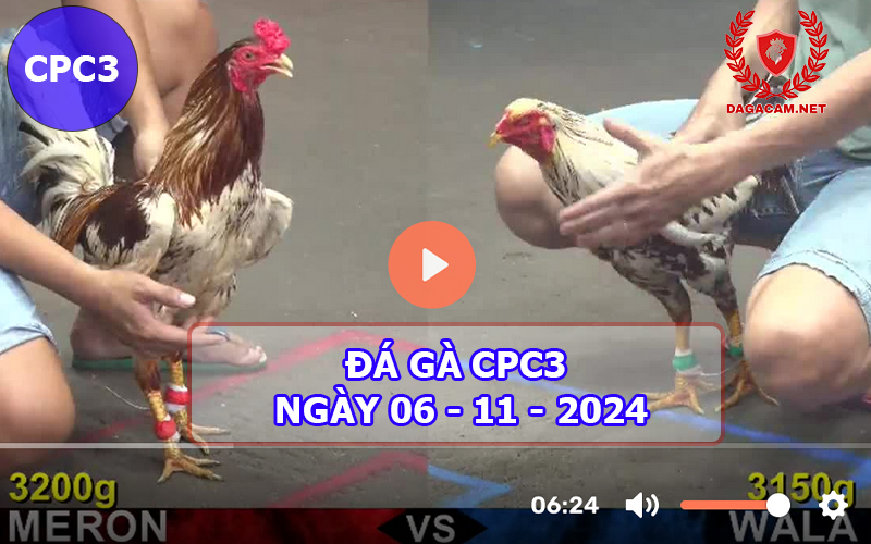 Đá gà CPC3 ngày 06-11-2024