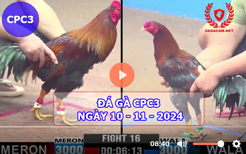 Đá gà CPC3 ngày 10-11-2024