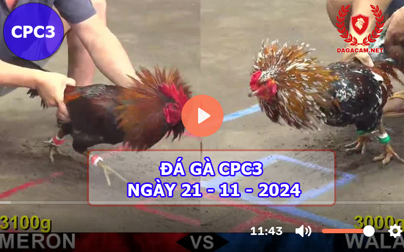 Đá gà CPC3 ngày 21-11-2024