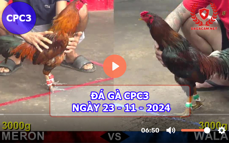 Đá gà CPC3 ngày 23-11-2024