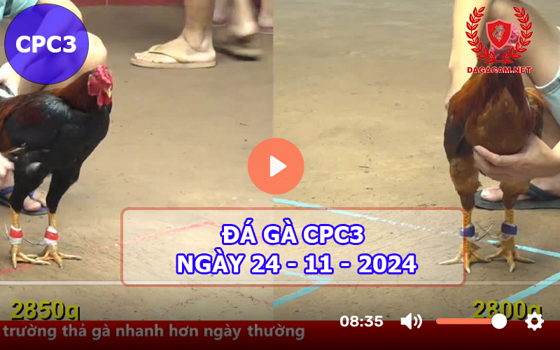 Đá gà CPC3 ngày 24-11-2024