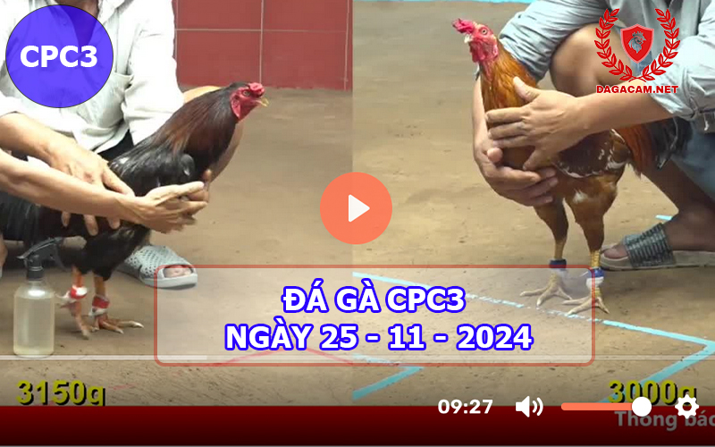 Đá gà CPC3 ngày 25-11-2024