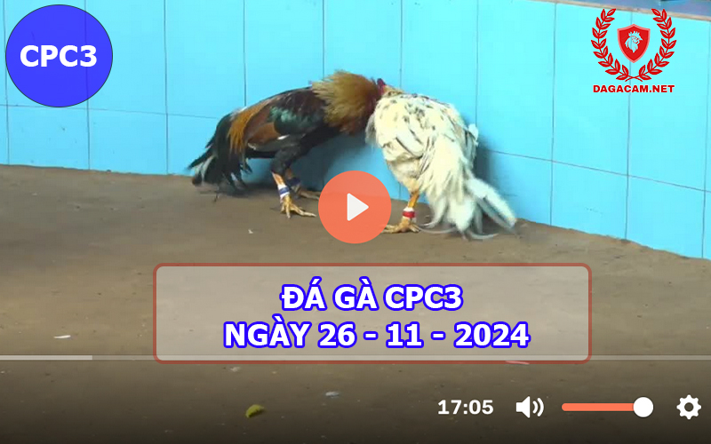 Đá gà CPC3 ngày 26-11-2024