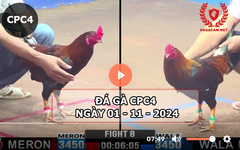 Đá gà CPC4 ngày 01-11-2024