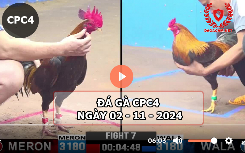 Đá gà CPC4 ngày 02-11-2024