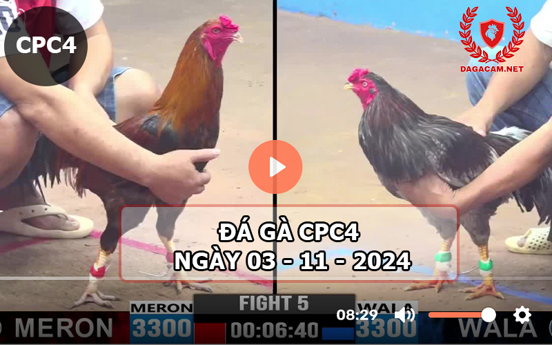 Đá gà CPC4 ngày 03-11-2024