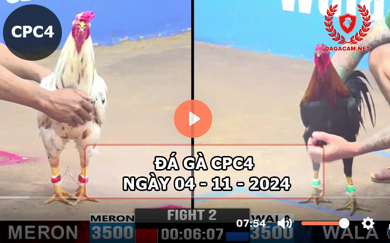 Đá gà CPC4 ngày 04-11-2024