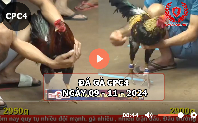 Đá gà CPC4 ngày 09-11-2024