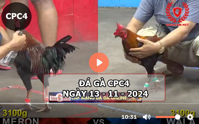 Đá gà CPC4 ngày 13-11-2024