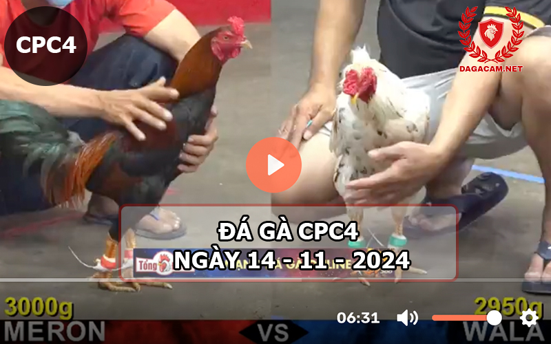 Đá gà CPC4 ngày 14-11-2024