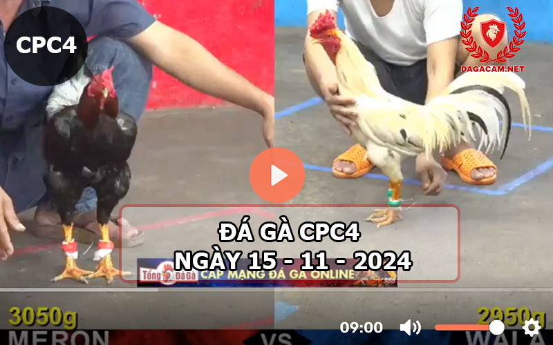 Đá gà CPC4 ngày 15-11-2024