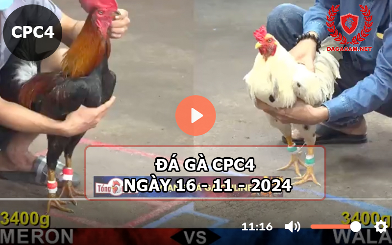 Đá gà CPC4 ngày 16-11-2024