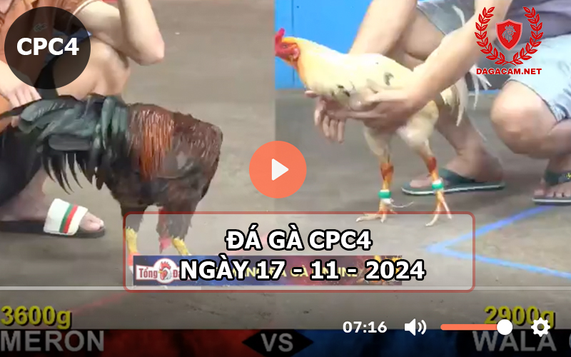 Đá gà CPC4 ngày 17-11-2024