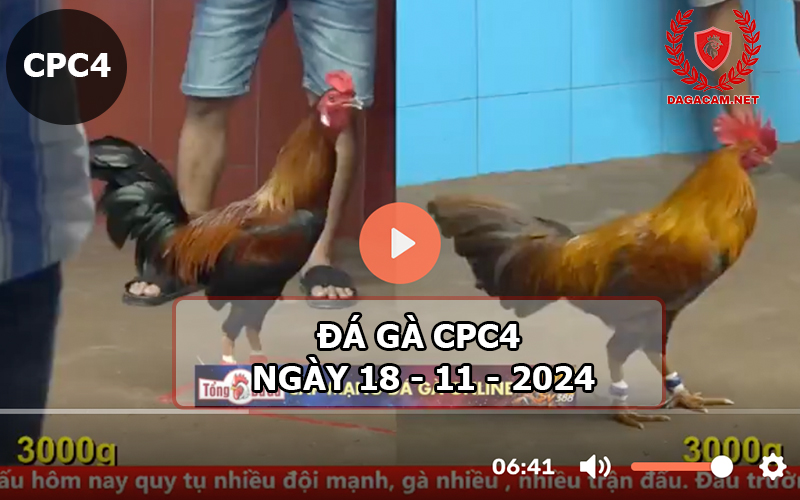 Đá gà CPC4 ngày 18-11-2024