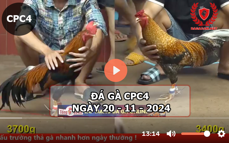 Đá gà CPC4 ngày 20-11-2024