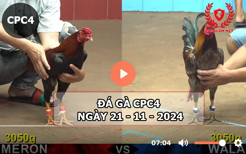 Đá gà CPC4 ngày 21-11-2024