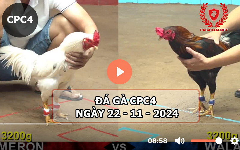 Đá gà CPC4 ngày 22-11-2024