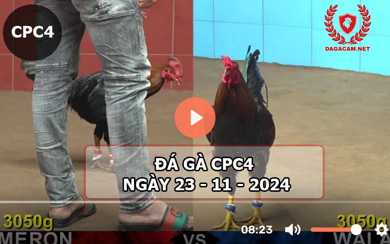 Đá gà CPC4 ngày 23-11-2024