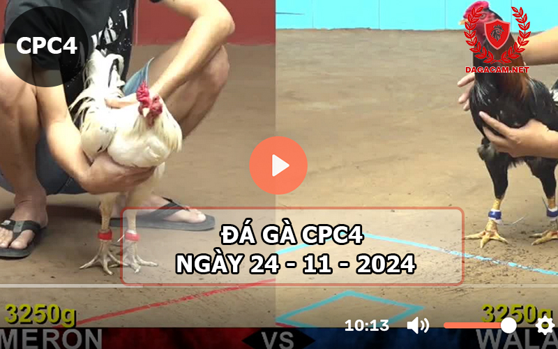 Đá gà CPC4 ngày 24-11-2024