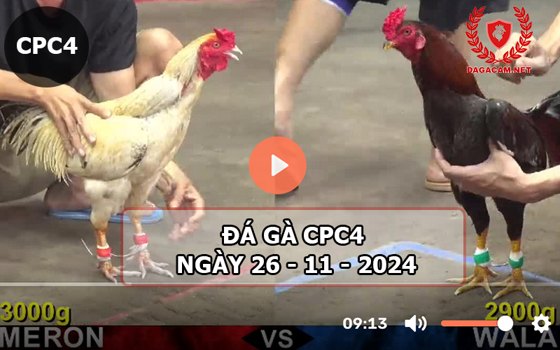 Đá gà CPC4 ngày 26-11-2024