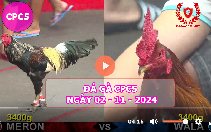 Đá gà CPC5 ngày 02-11-2024