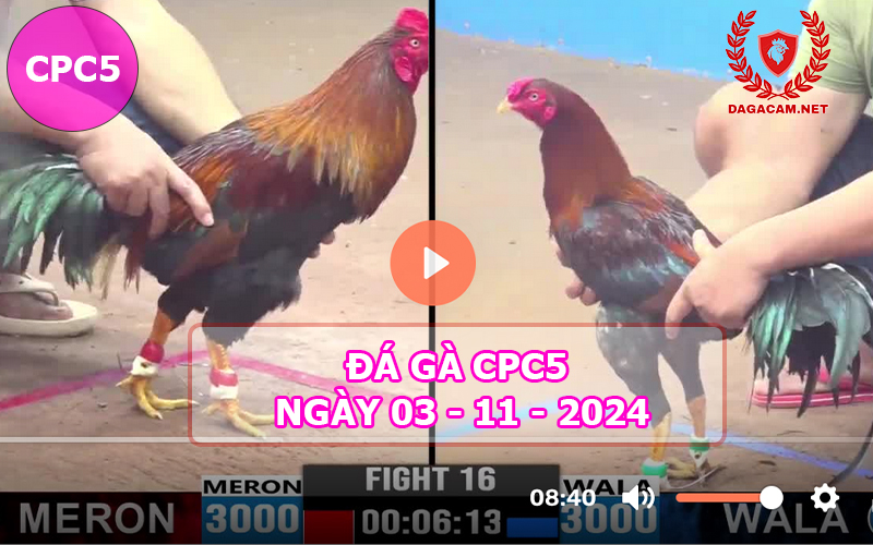 Đá gà CPC5 ngày 03-11-2024