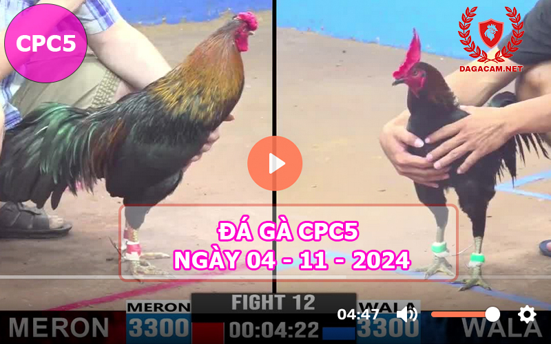 Đá gà CPC5 ngày 04-11-2024