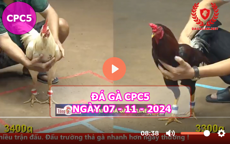 Đá gà CPC5 ngày 07-11-2024