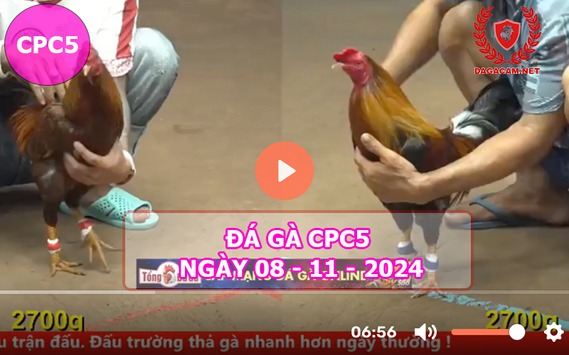 Đá gà CPC5 ngày 08-11-2024