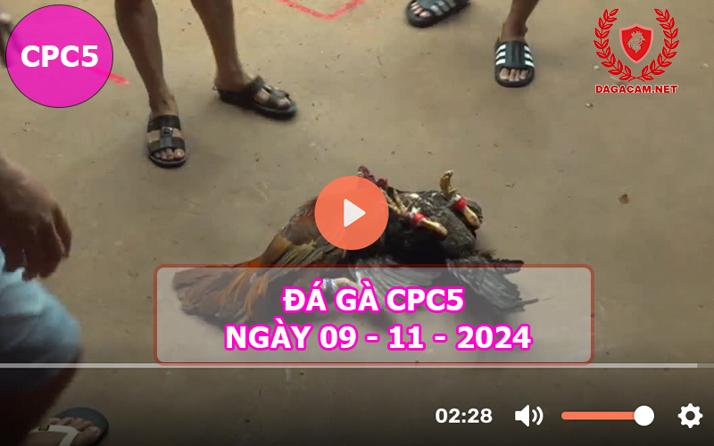 Đá gà CPC5 ngày 09-11-2024