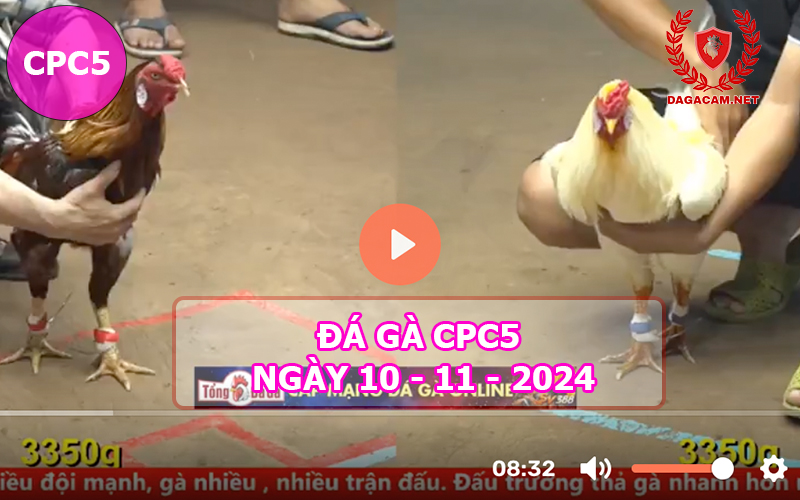 Đá gà CPC5 ngày 10-11-2024