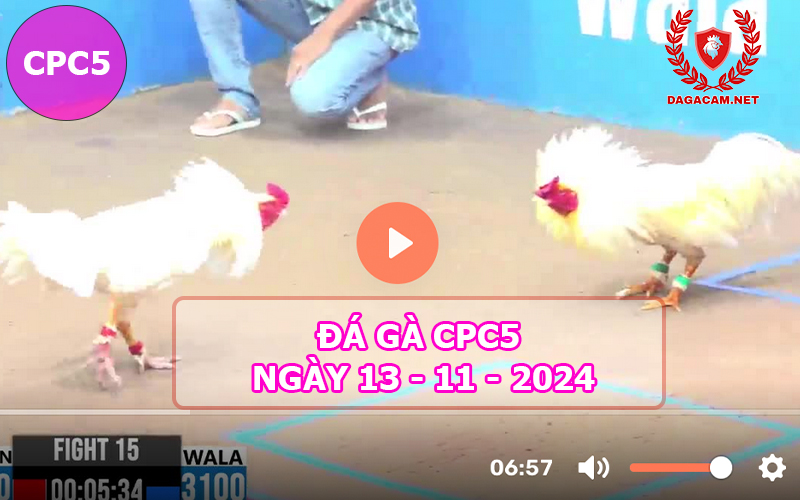 Đá gà CPC5 ngày 13-11-2024