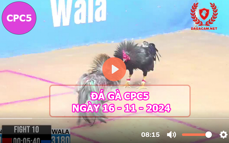 Đá gà CPC5 ngày 16-11-2024