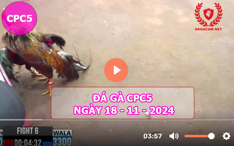 Đá gà CPC5 ngày 18-11-2024