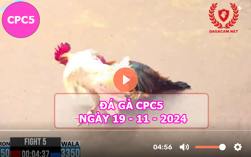 Đá gà CPC5 ngày 19-11-2024