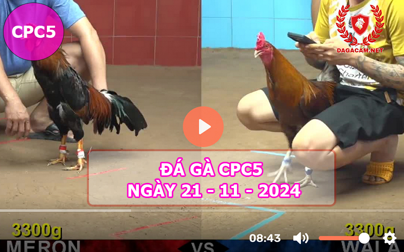 Đá gà CPC5 ngày 21-11-2024