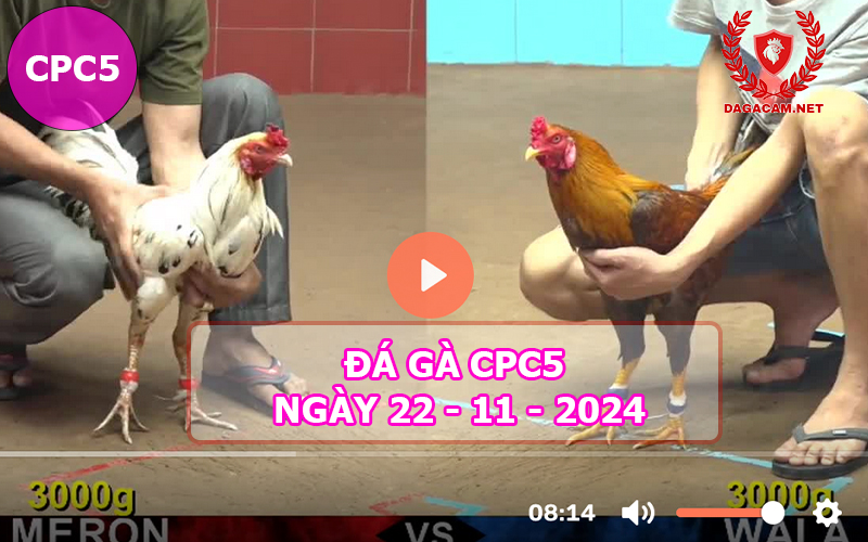 Đá gà CPC5 ngày 22-11-2024