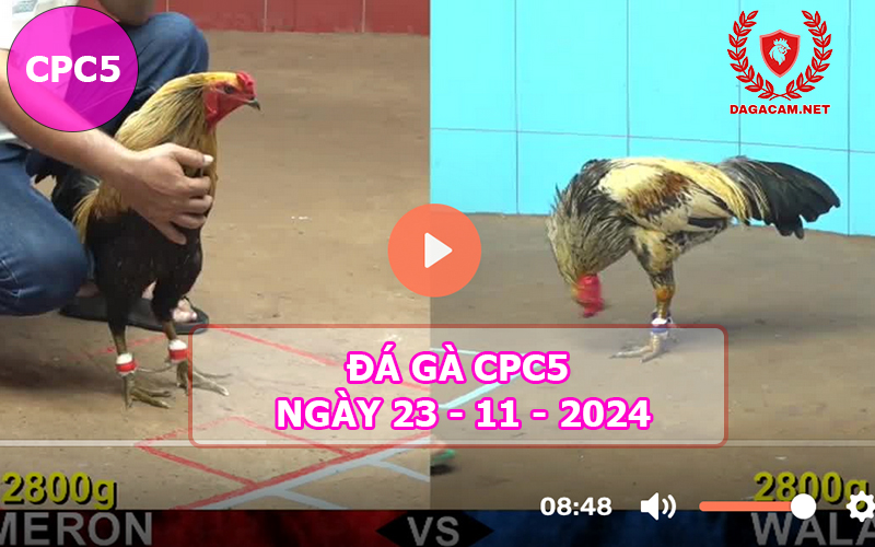 Đá gà CPC5 ngày 23-11-2024