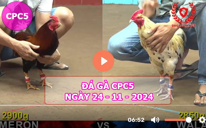 Đá gà CPC5 ngày 24-11-2024