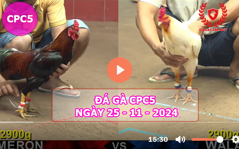 Đá gà CPC5 ngày 25-11-2024