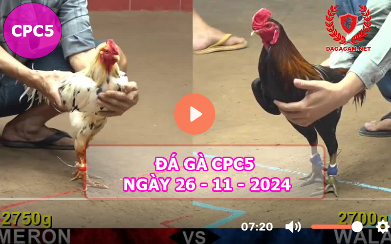 Đá gà CPC5 ngày 26-11-2024