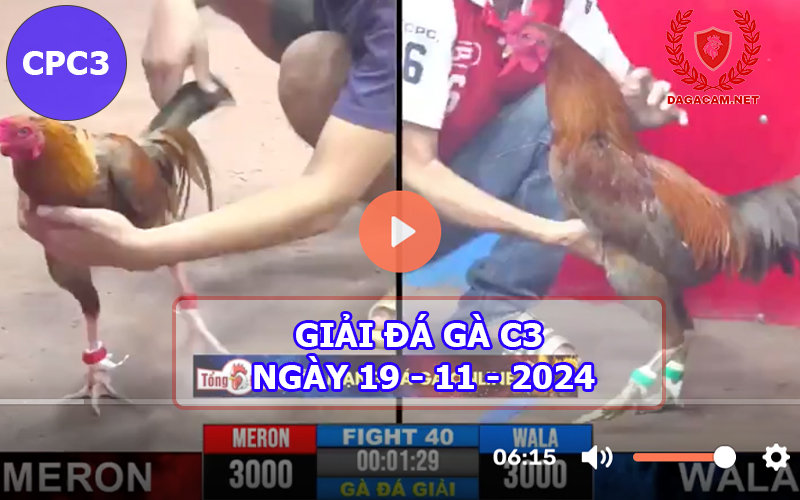 Giải đá gà C3 ngày 19-11-2024