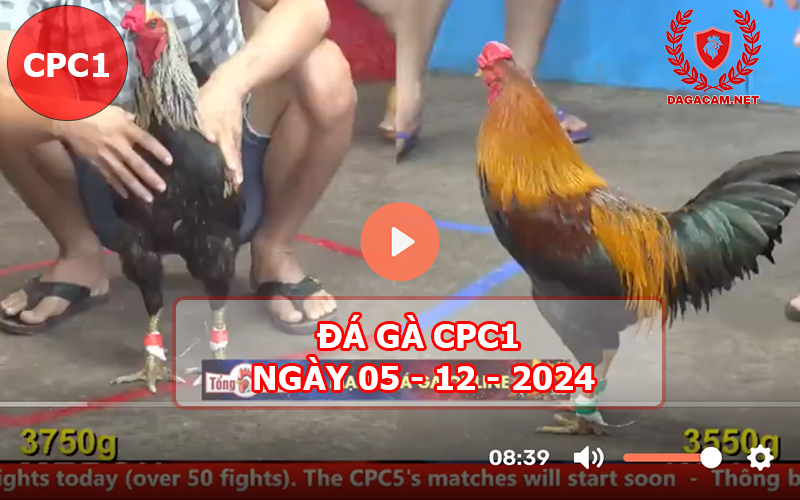 Đá gà CPC1 ngày 05-12-2024