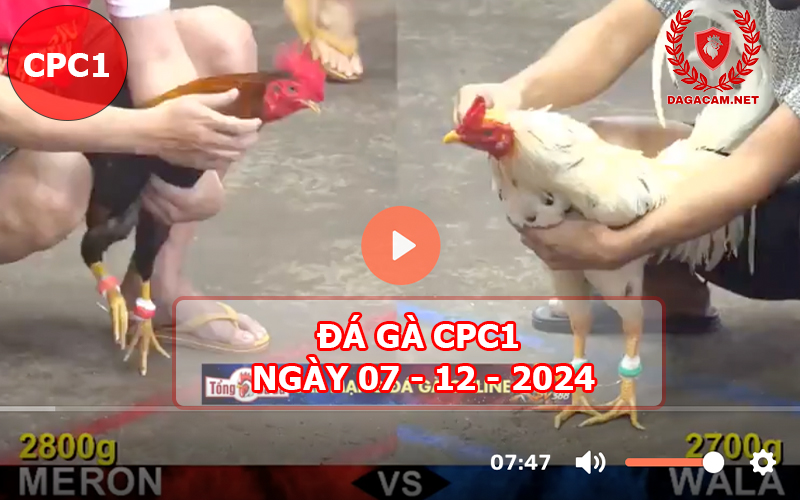 Đá gà CPC1 ngày 07-12-2024