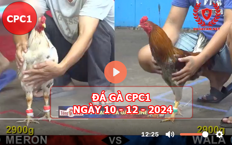 Đá gà CPC1 ngày 10-12-2024