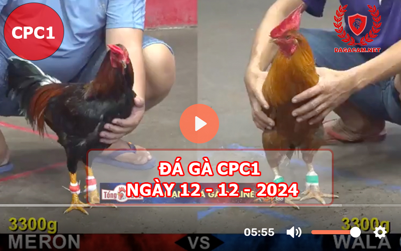 Đá gà CPC1 ngày 12-12-2024